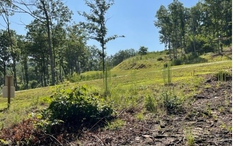 a view of a yard with plants and large trees