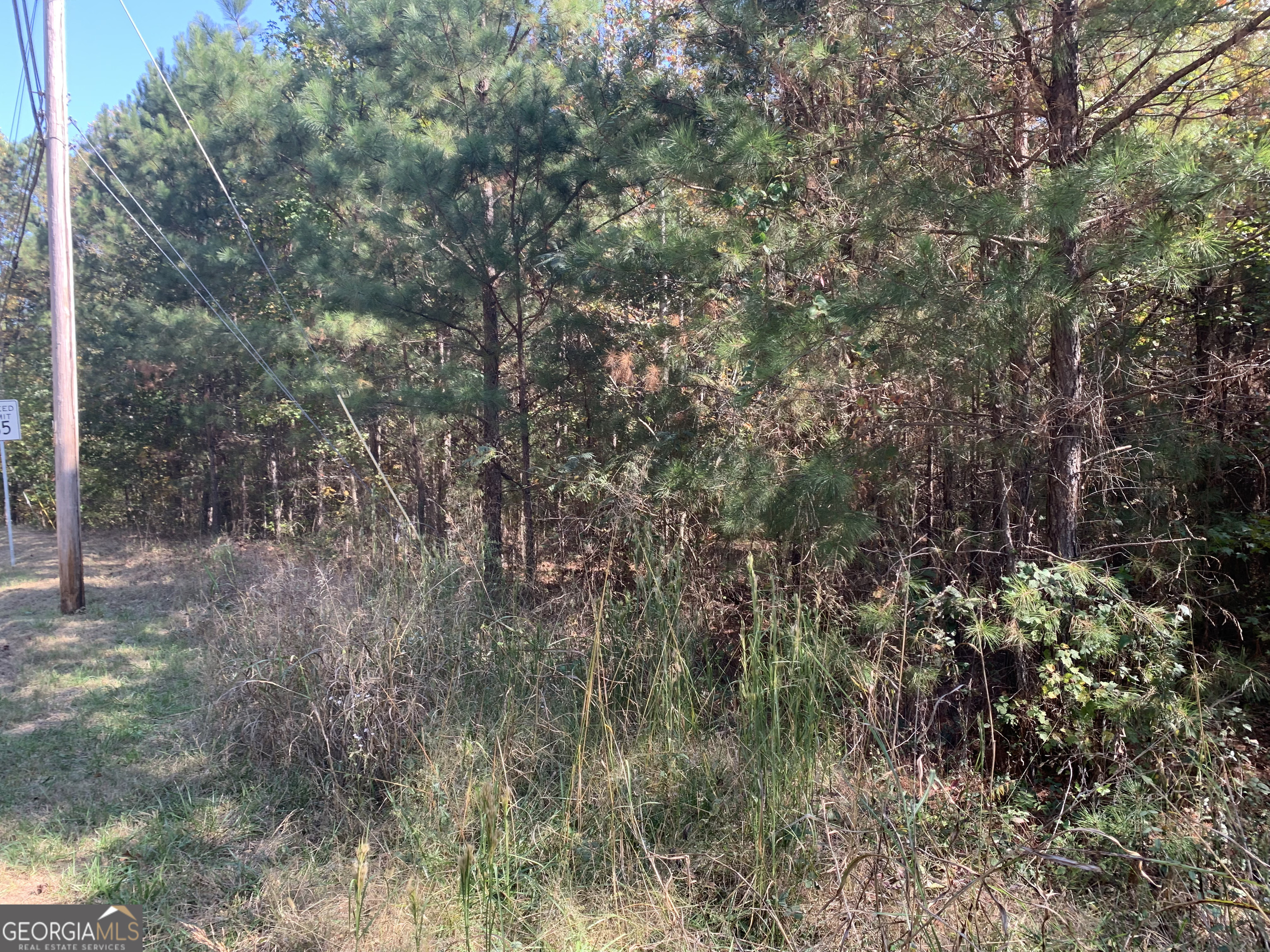 a view of a forest with a tree