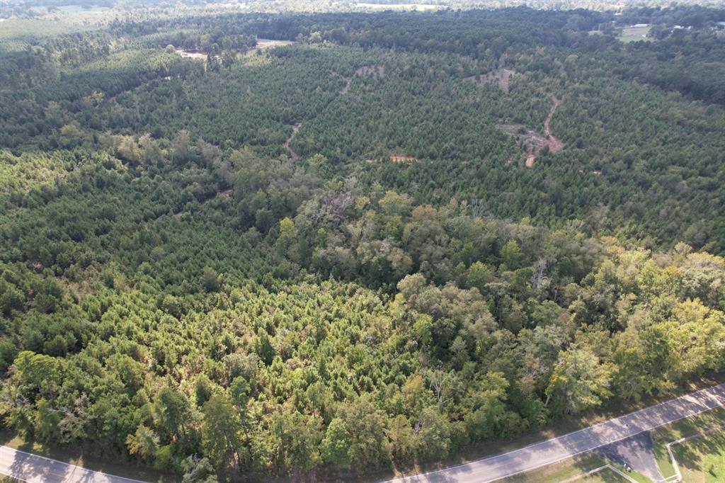 a view of a forest with a city and mountain view