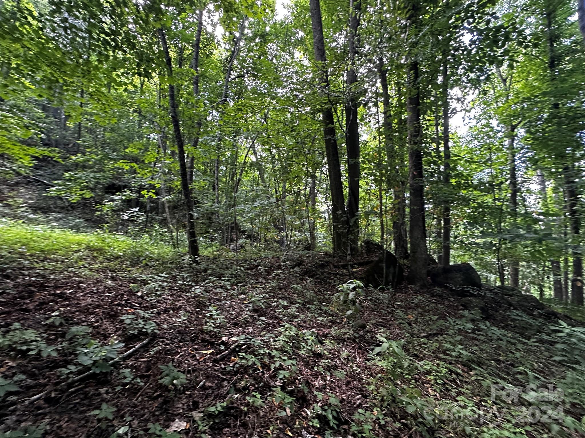 a view of a forest that has large trees