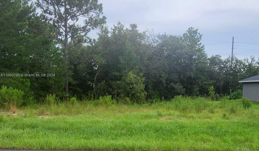 a view of a lush green forest