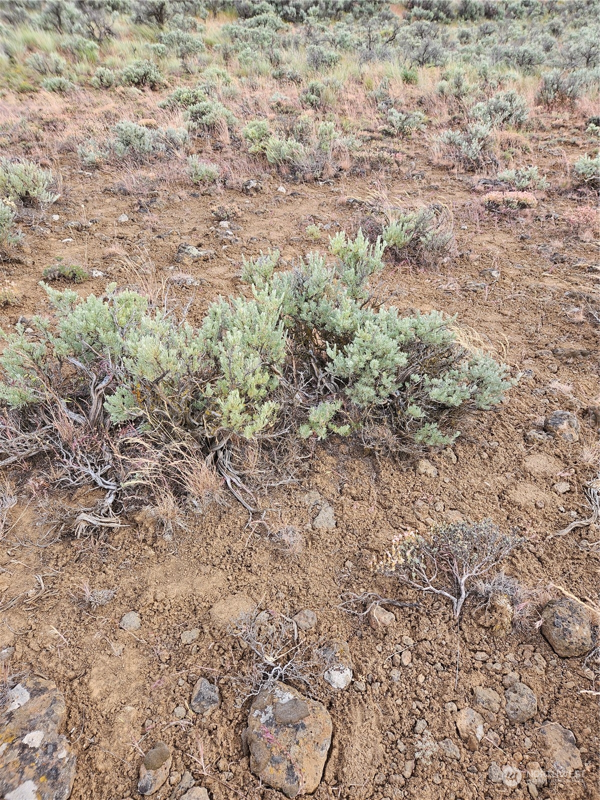 a view of a yard with a dry plant