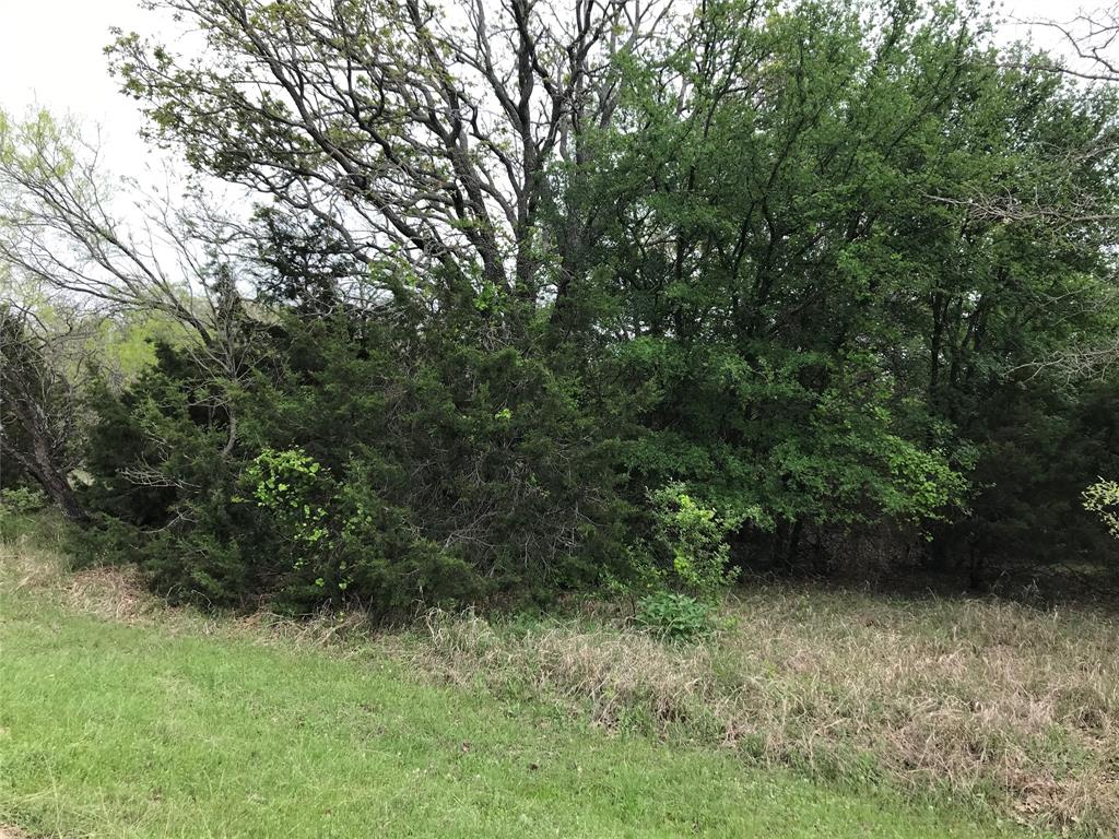 a view of a yard with a plant