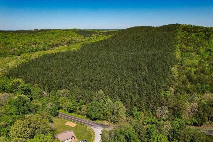 a view of a lush green forest with a mountain