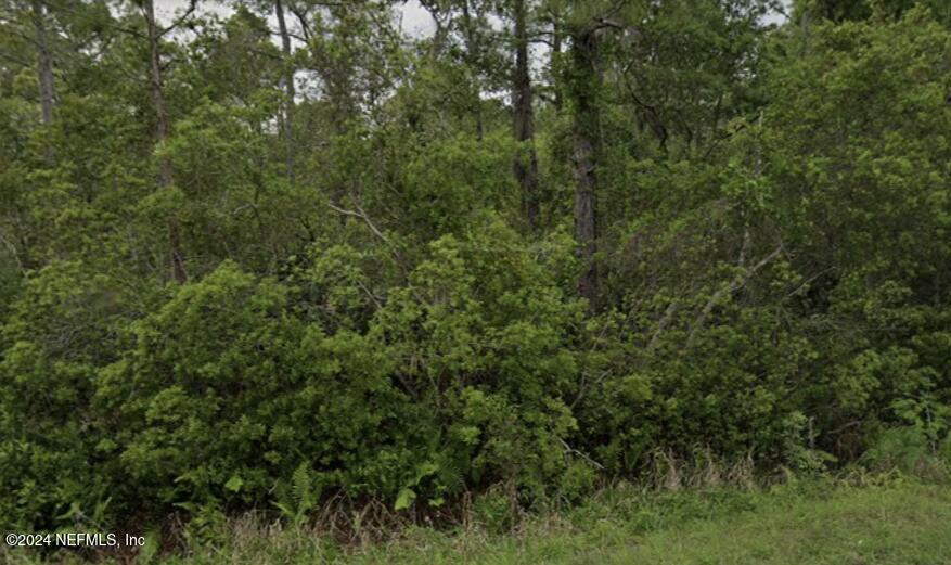 a view of a lush green forest