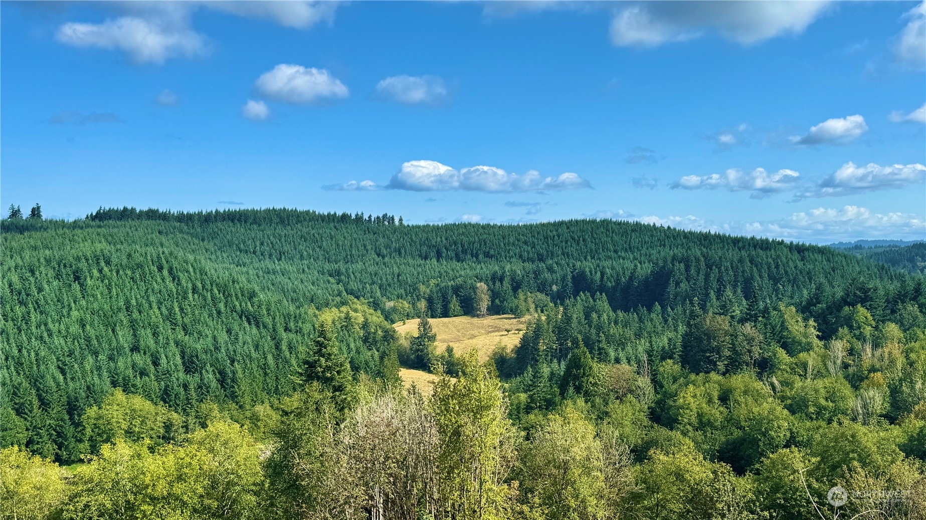 a view of a bunch of plants and trees