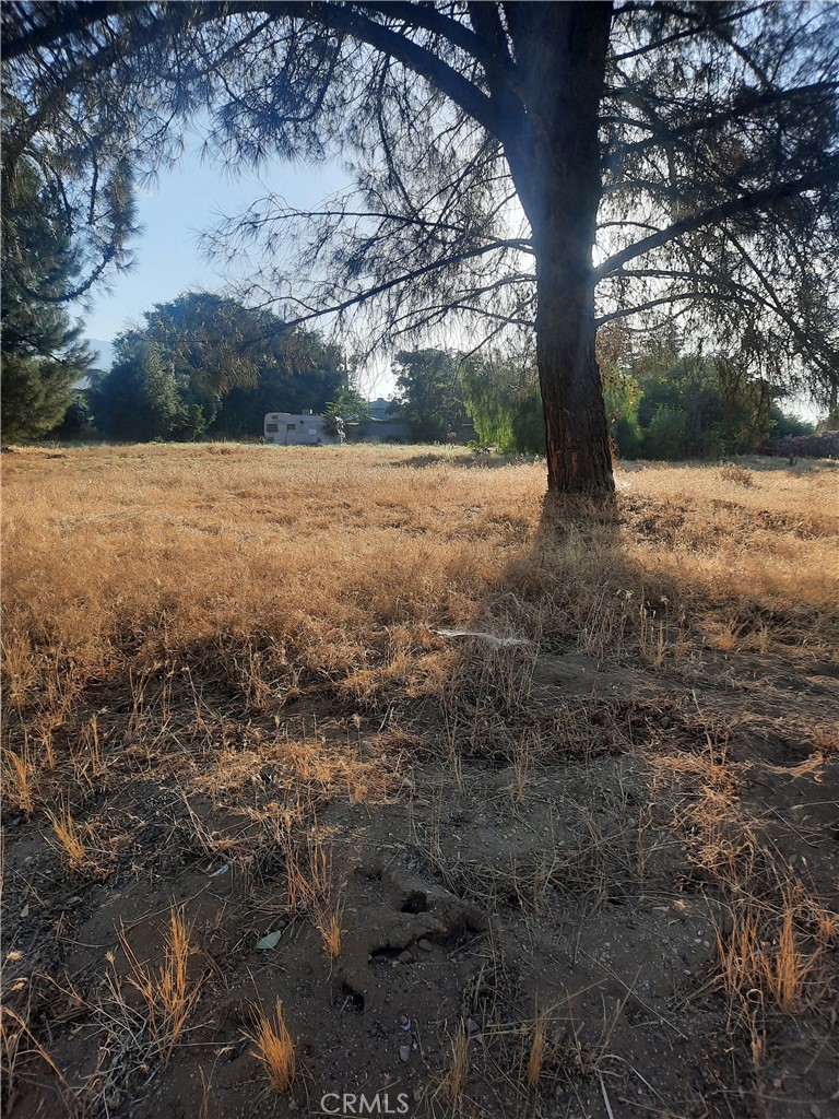 a view of yard with tree