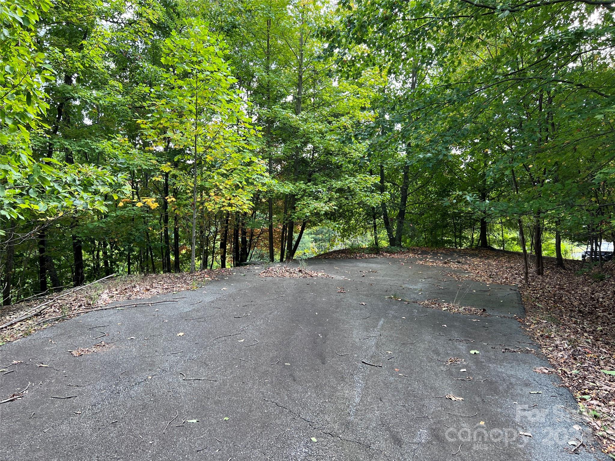 a view of a forest with trees in the background