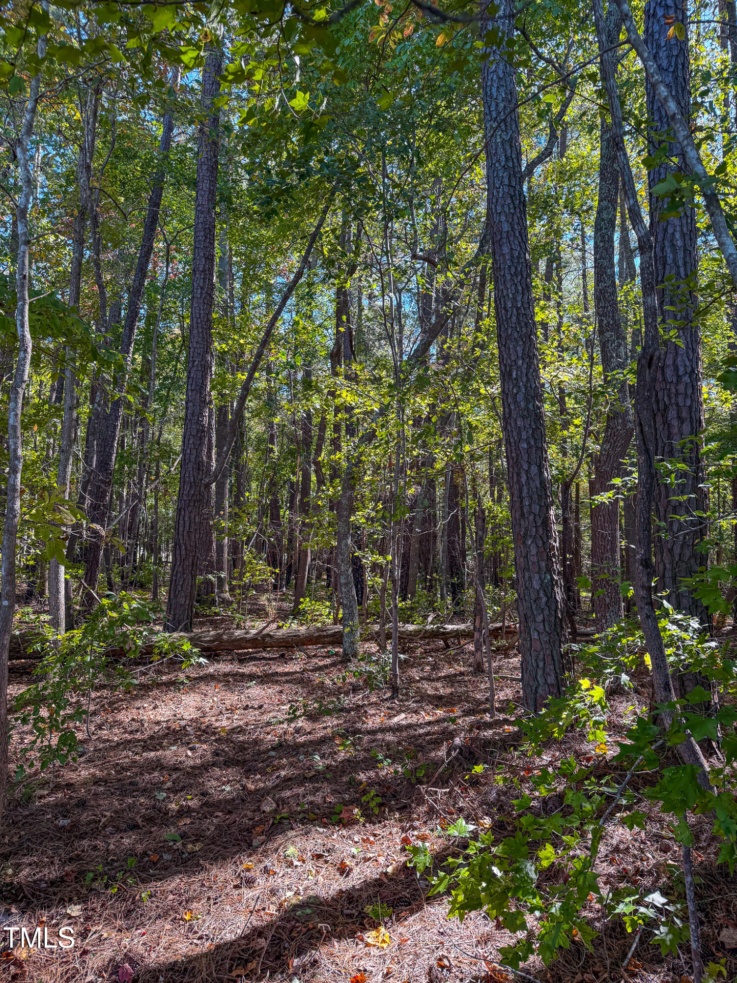 a view of a backyard with trees