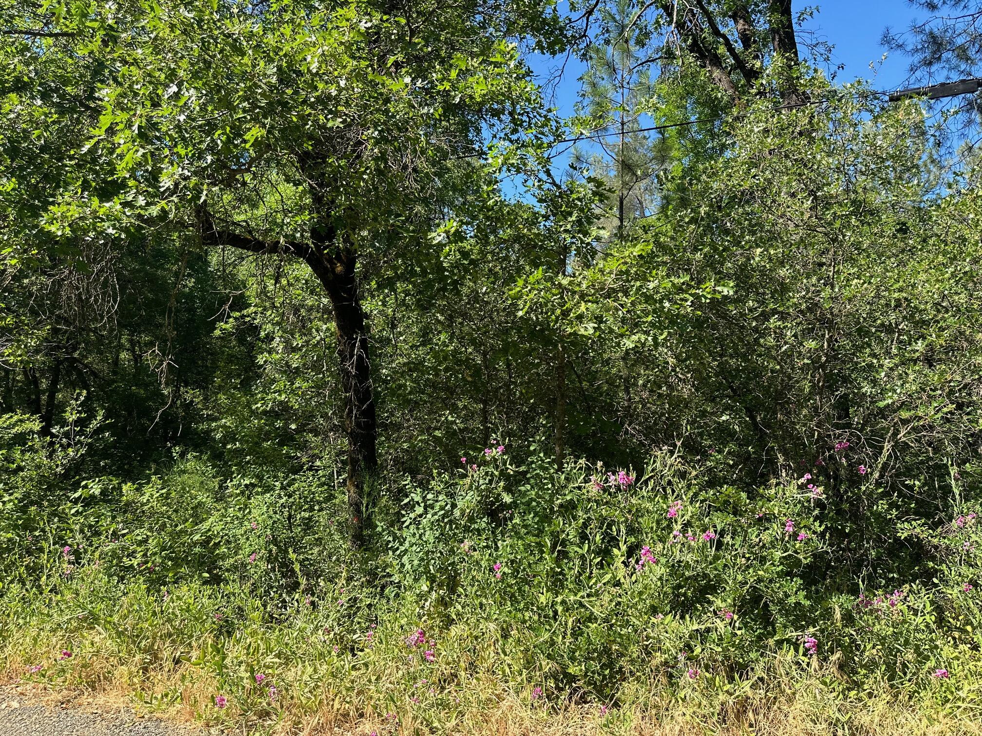 a view of a lush green forest