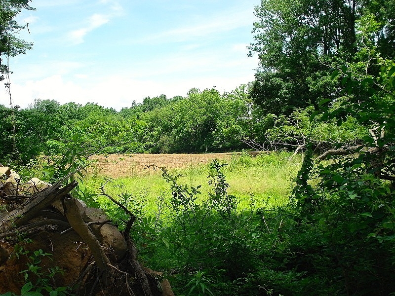 a view of a lake from a yard