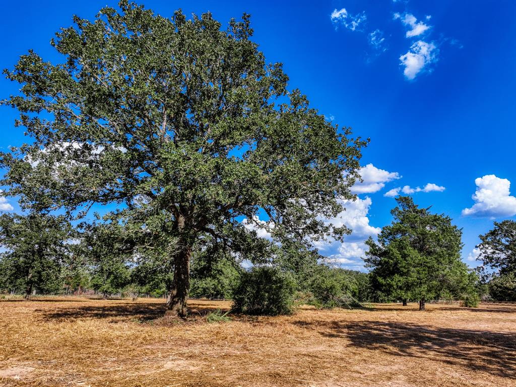 a park view with a tree