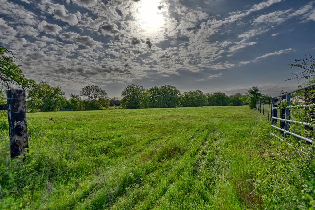 a view of a field with grass and a tree