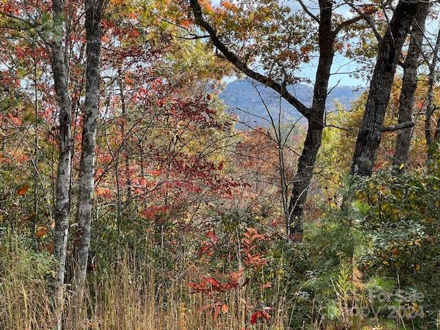 a view of a forest with a tree