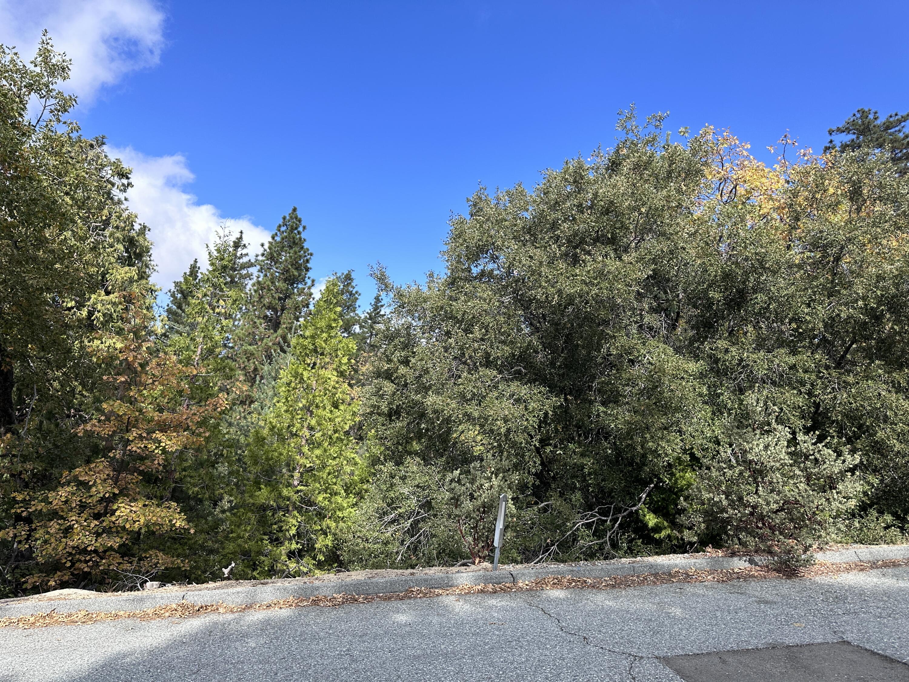 a view of a garden with trees