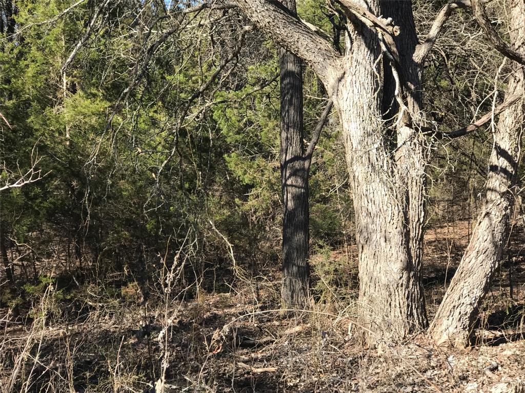 a close up of a tree