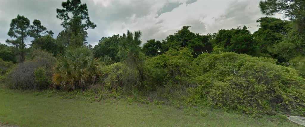 a view of a lush green forest