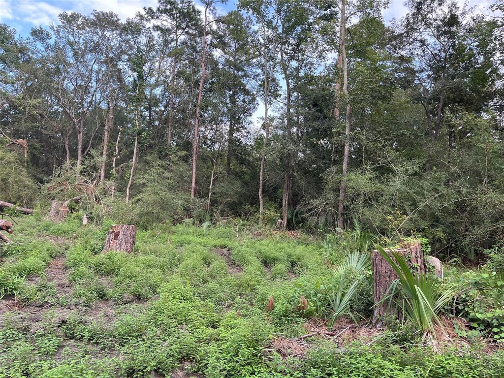 a green field with lots of trees