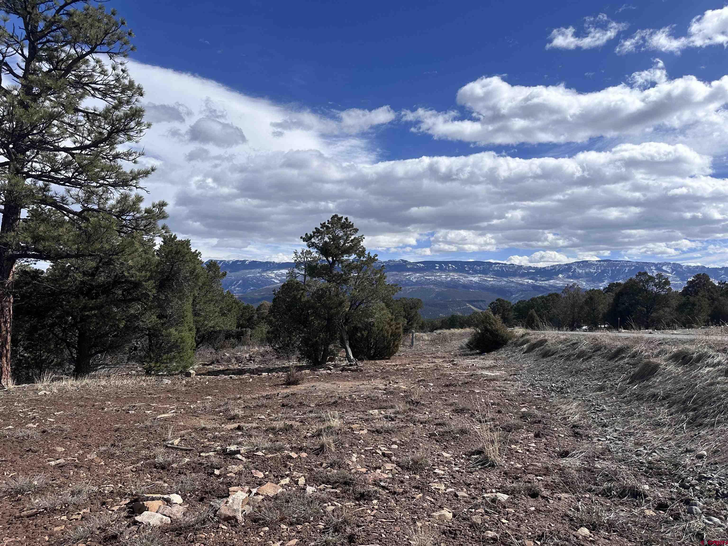 a view of a dry yard with lots of trees