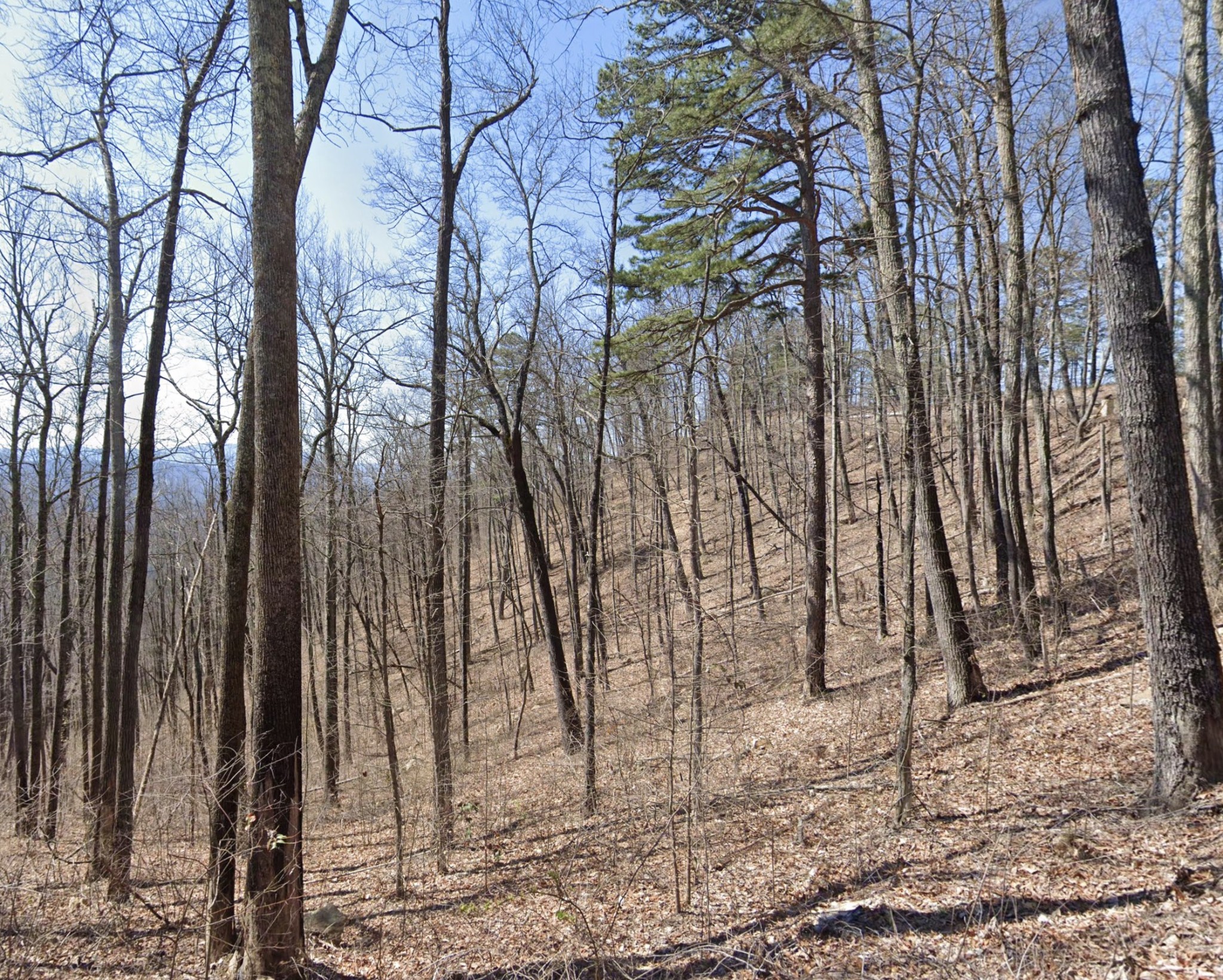 a view of a yard with lots of trees