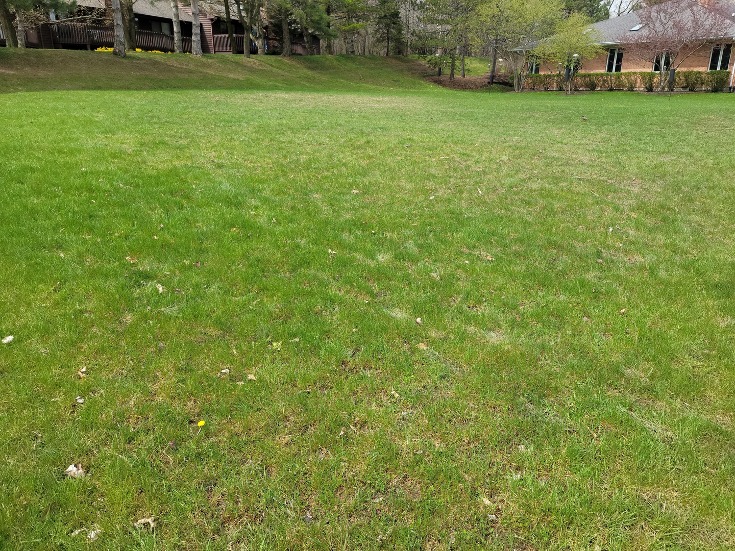 a view of a grassy field with trees