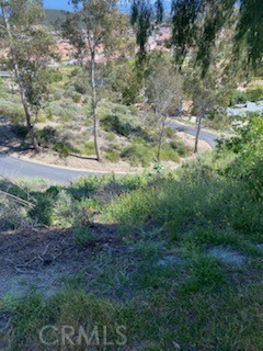 a view of a forest with a tree