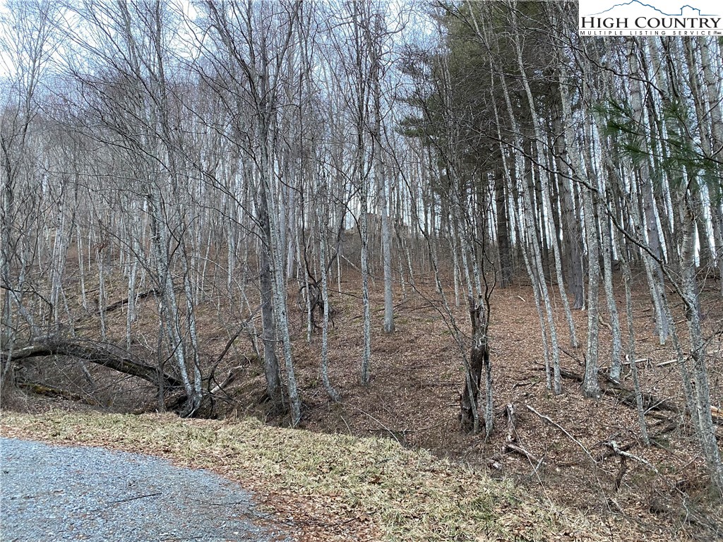 a view of a backyard with large trees