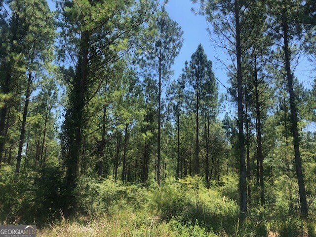 a view of a forest with trees