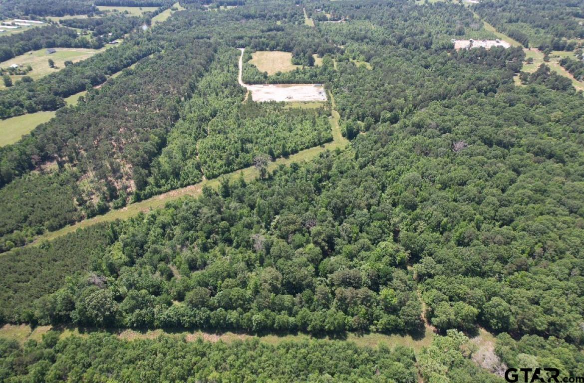 a view of a big yard with plants and large trees