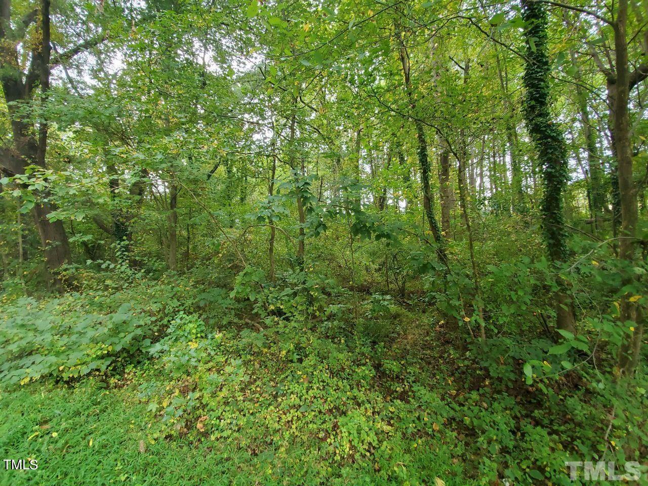 a view of a lush green forest