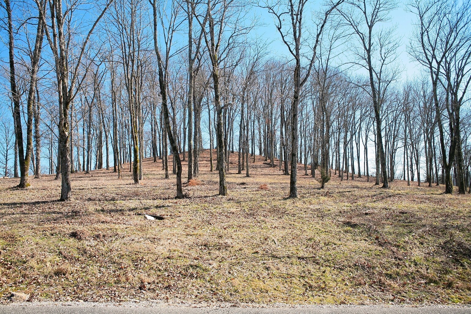 a view of outdoor space with trees