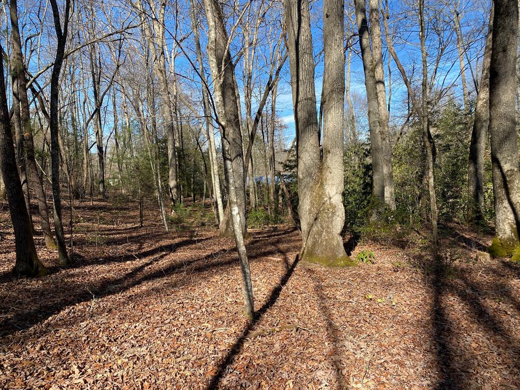 a view of a backyard with large trees