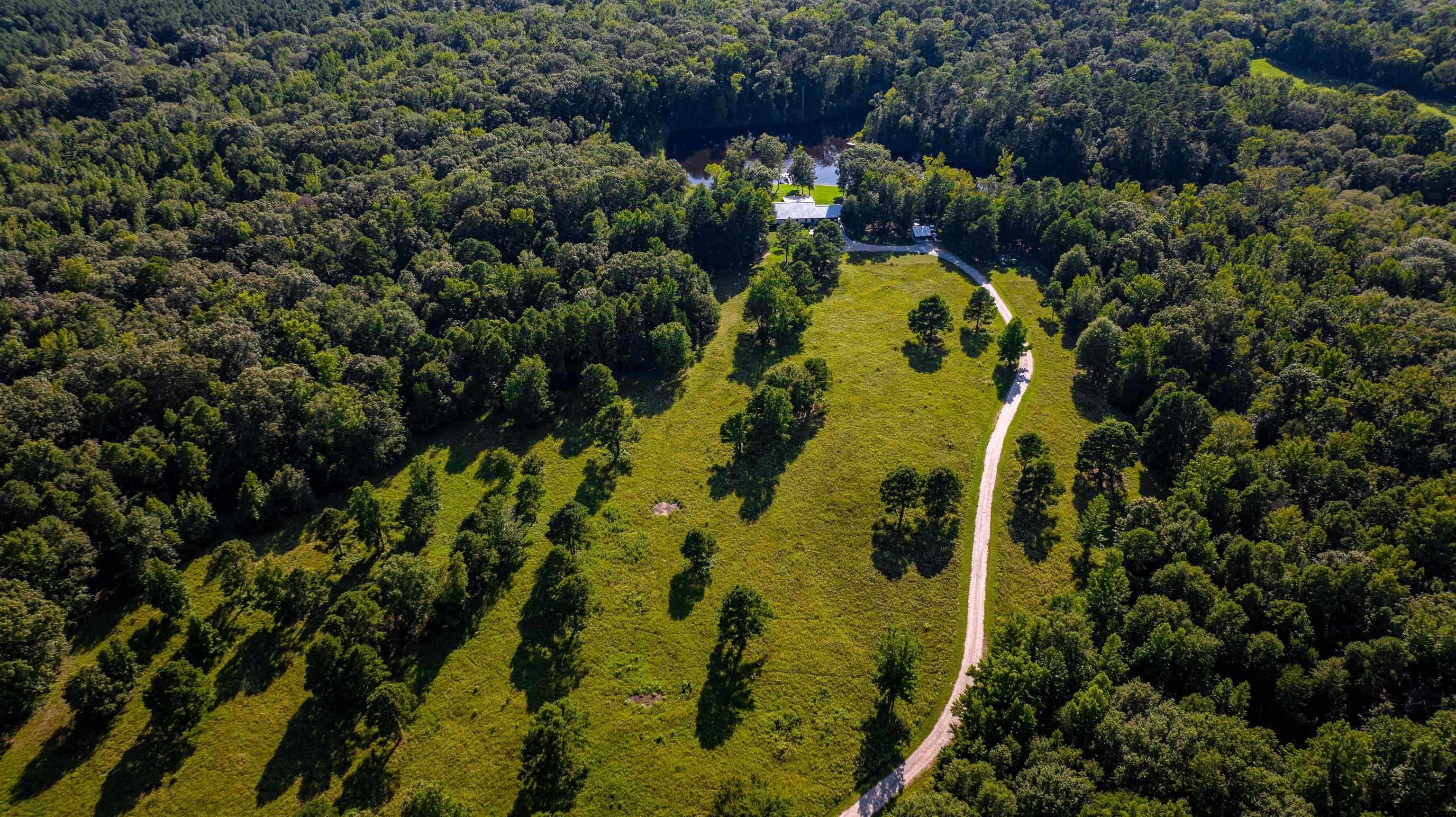 a view of a pathway of a garden