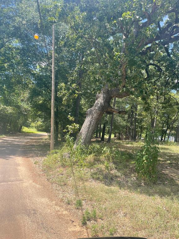 a view of a garden with a tree