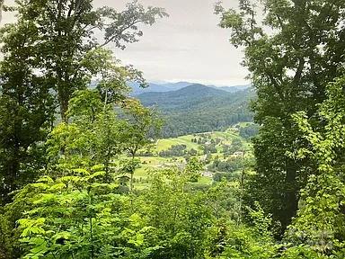 a view of a forest with a tree