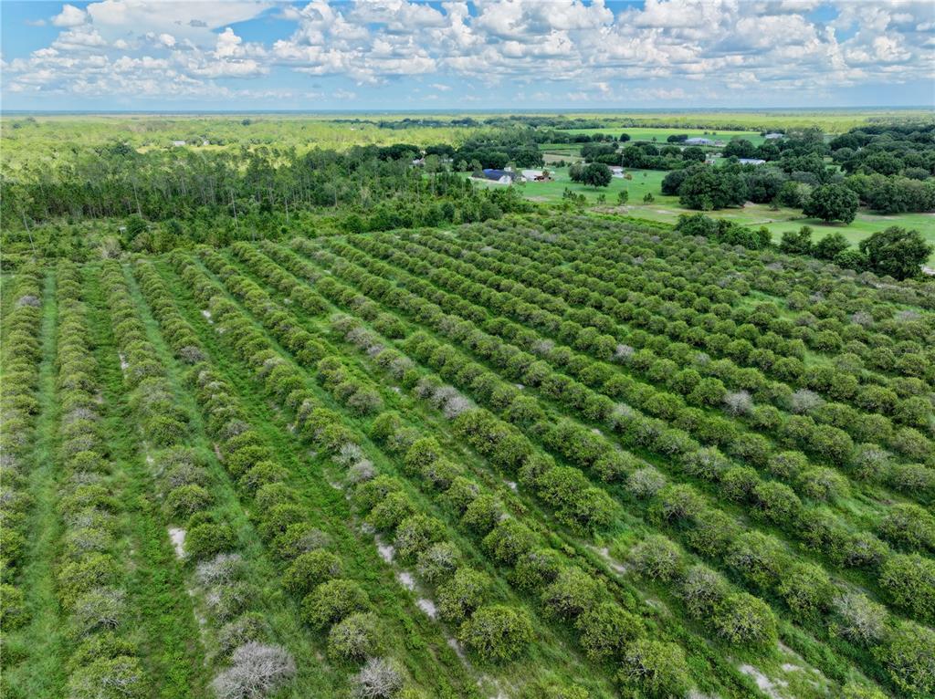 a view of a green field with lots of bushes