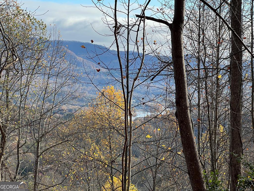 a view of tree in the forest