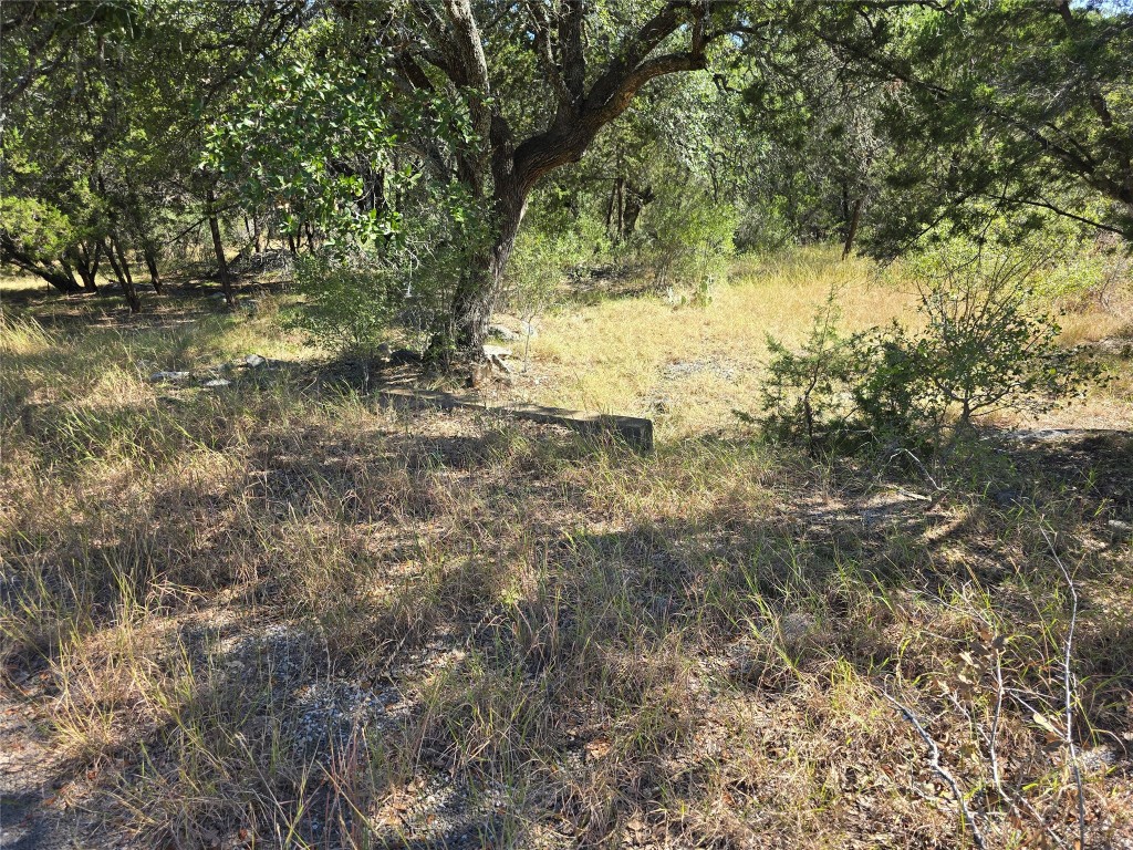 a view of a yard with large trees