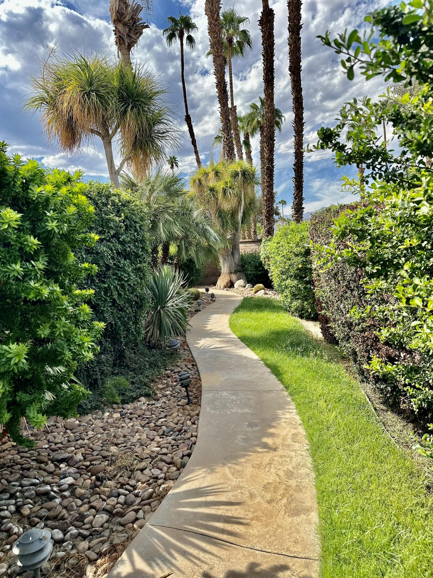 a view of a garden with plants