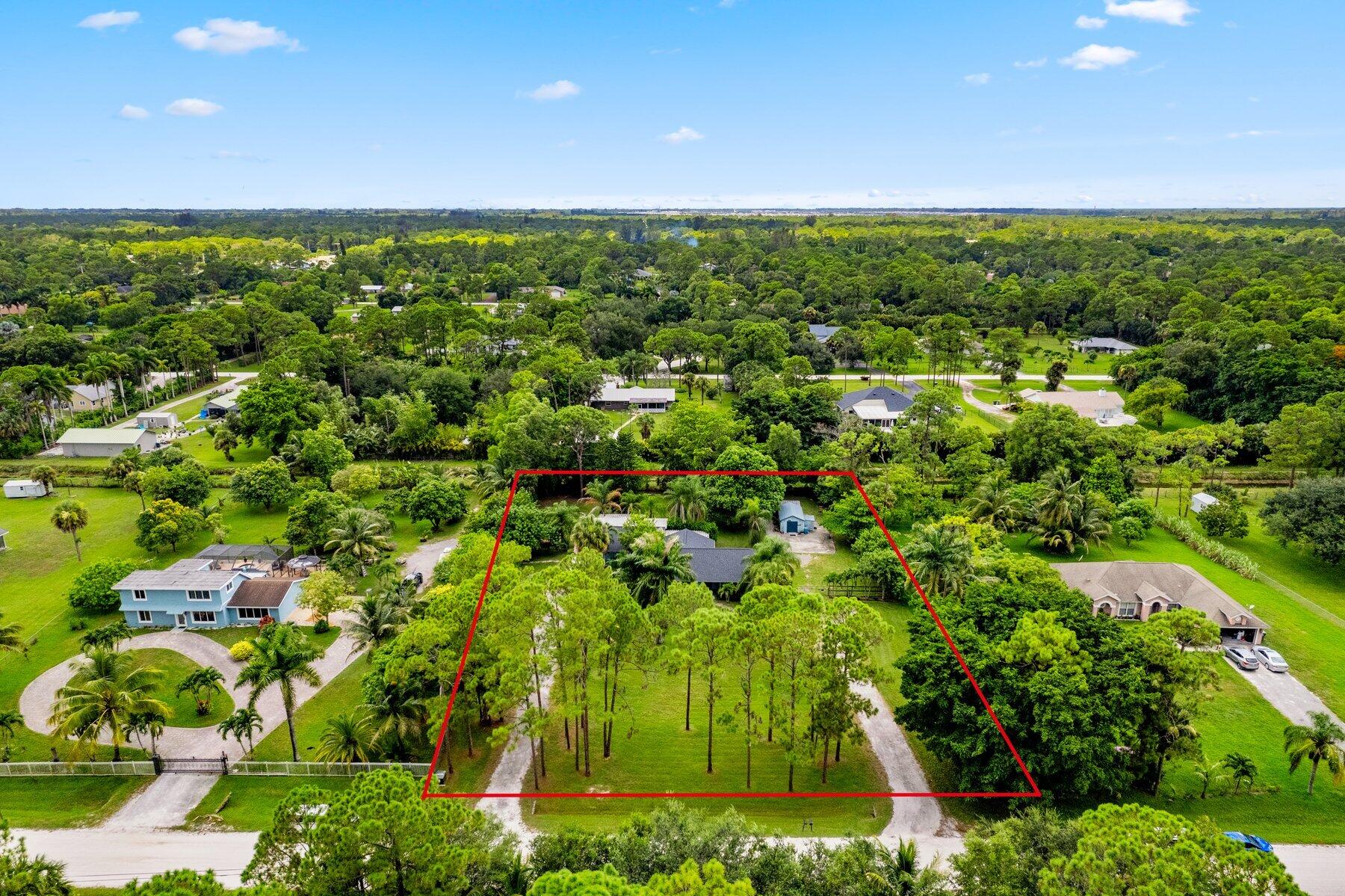 a view of a bunch of trees and bushes