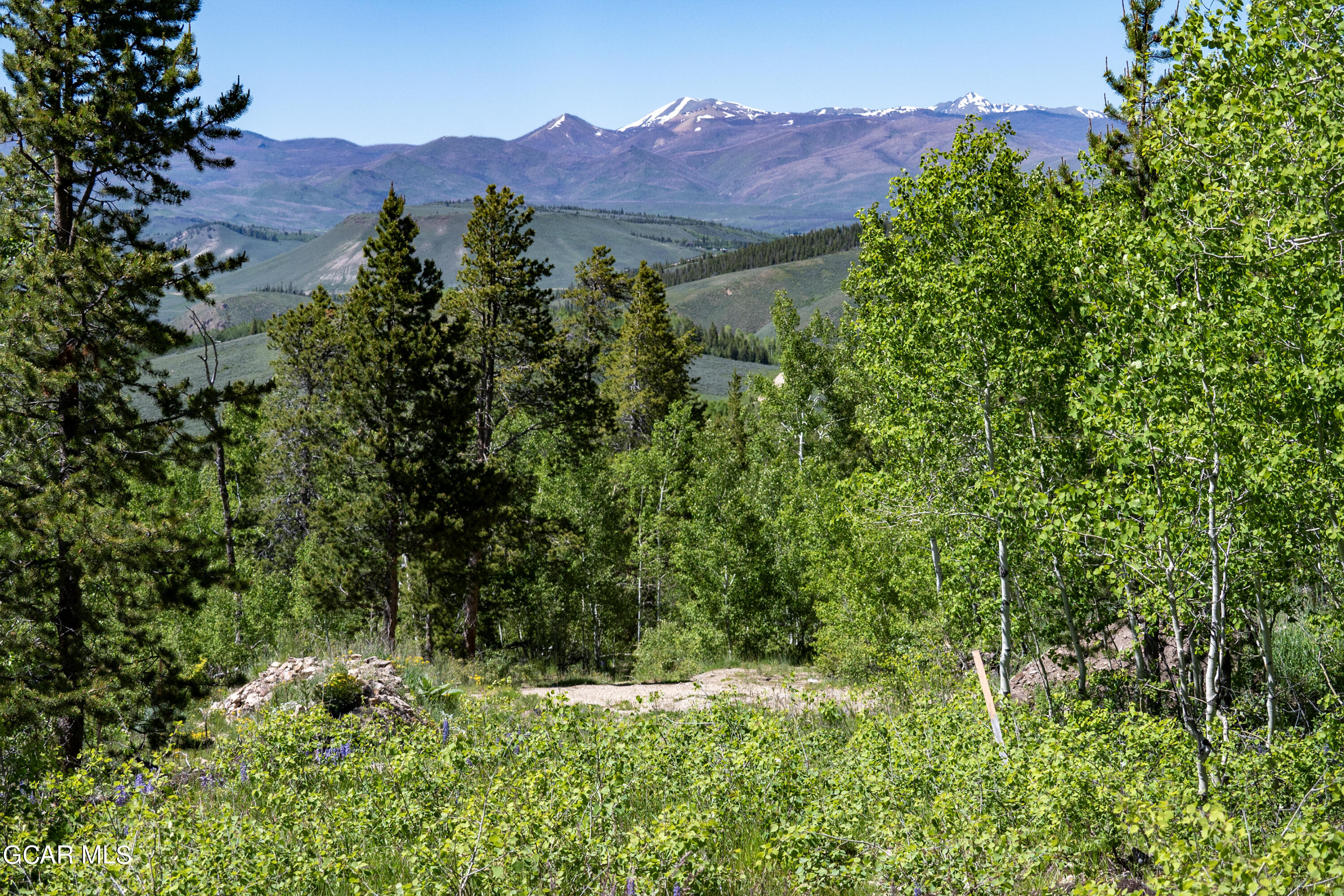 view of a lush green field with lots of bushes