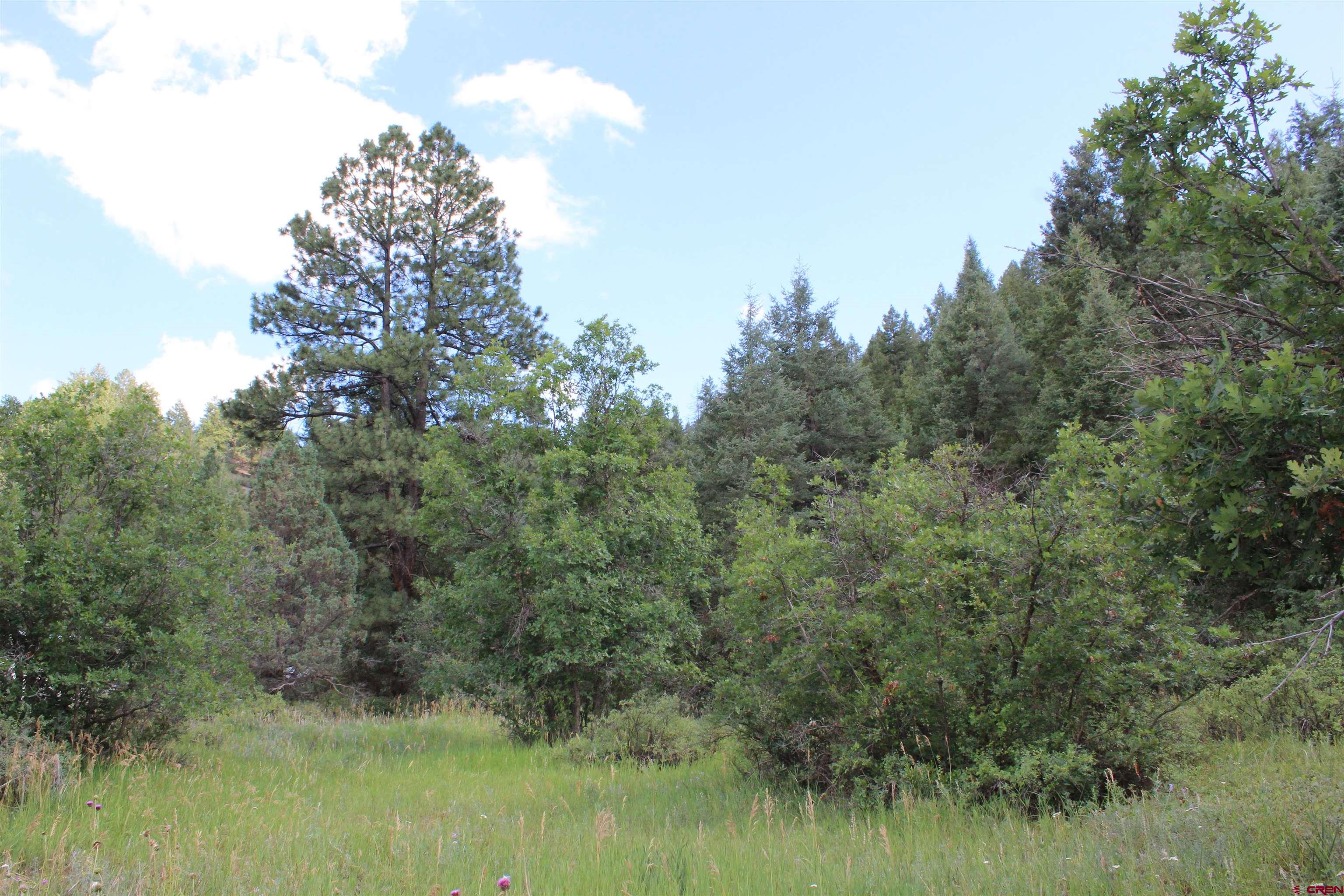 a view of a lush green forest with lots of trees