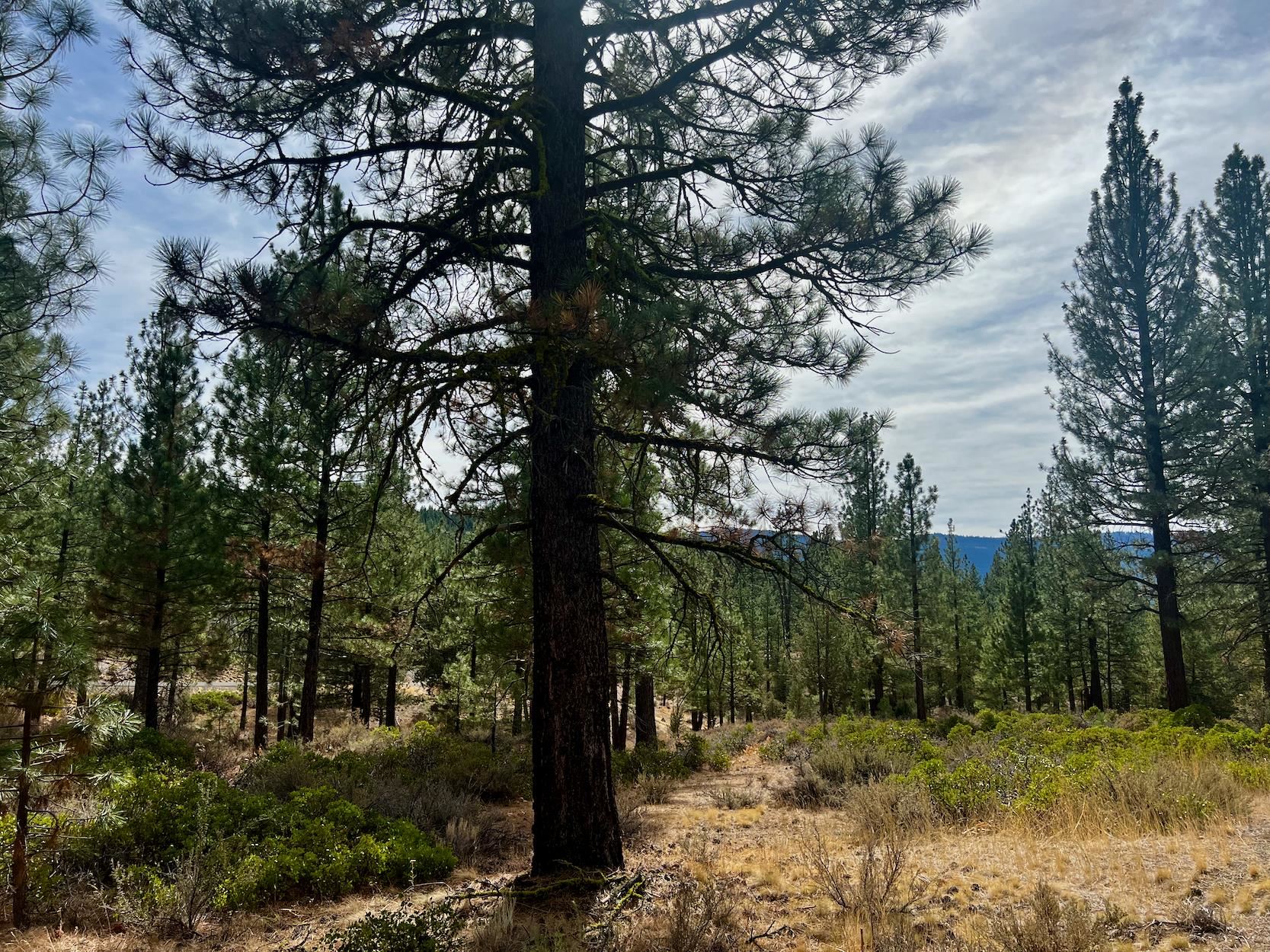 a view of a forest filled with trees