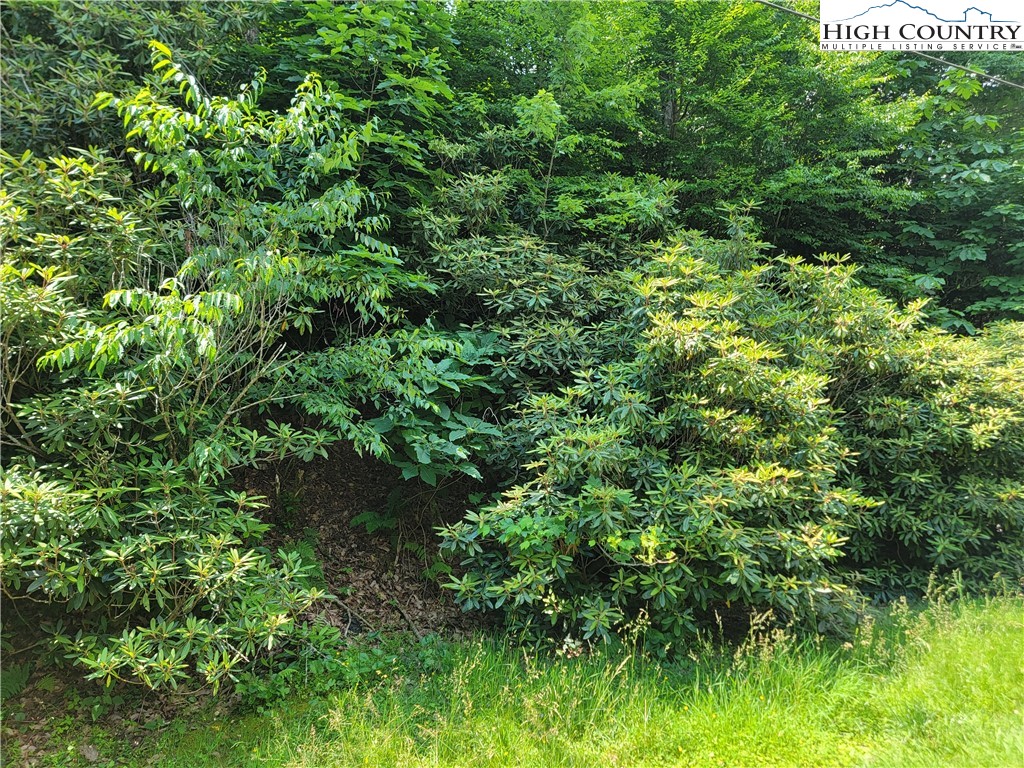 a view of a lush green forest