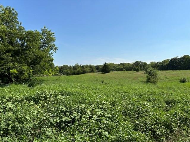 a view of a lush green space