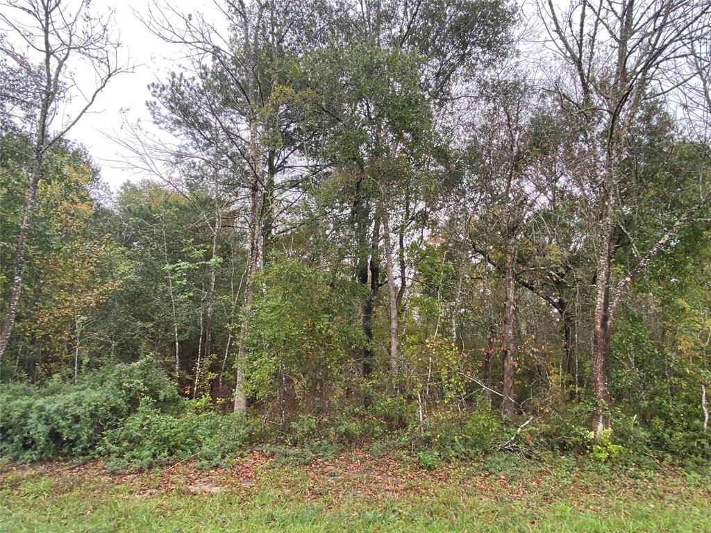 a view of a forest with trees in the background