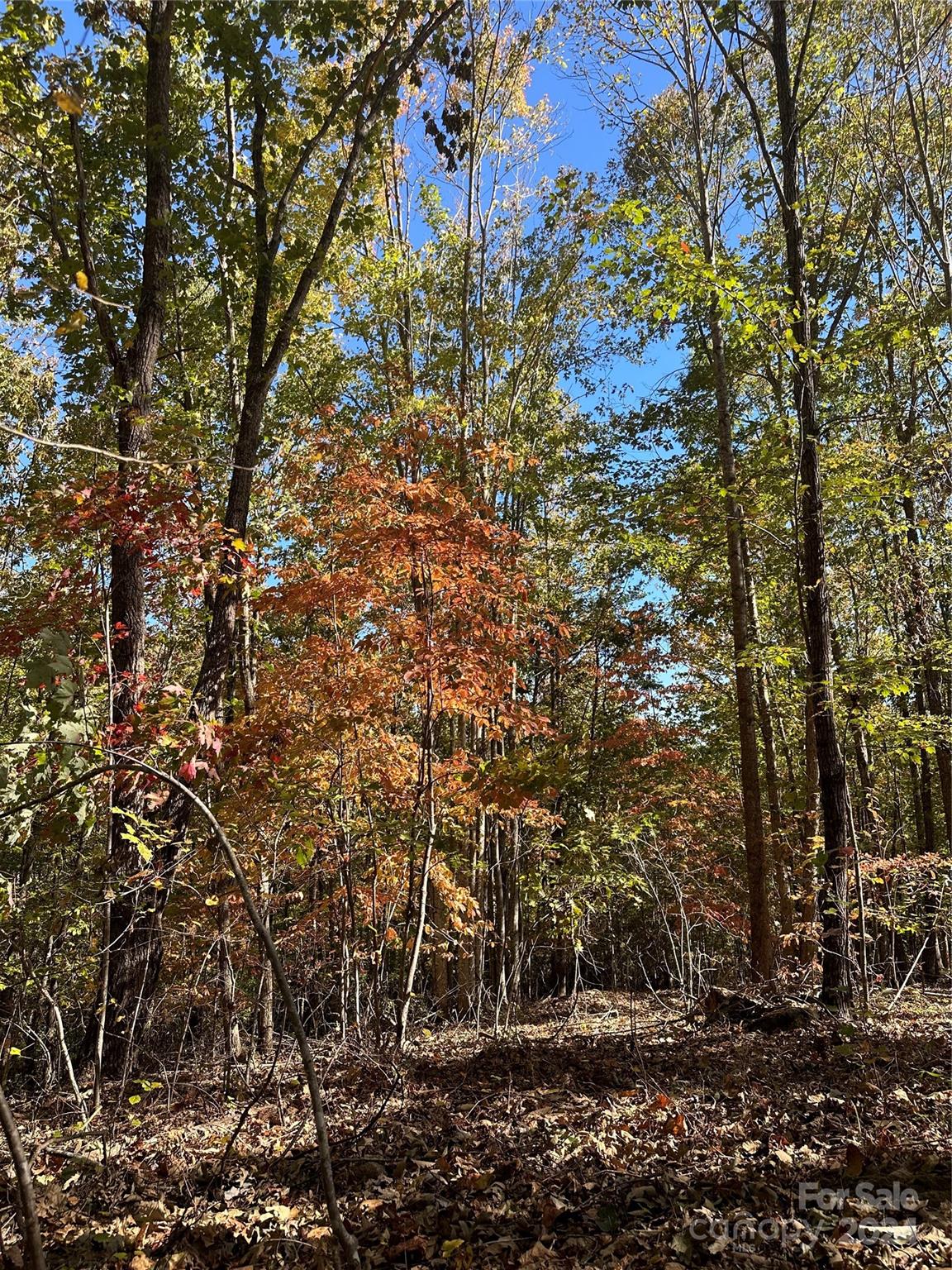 a view of forest