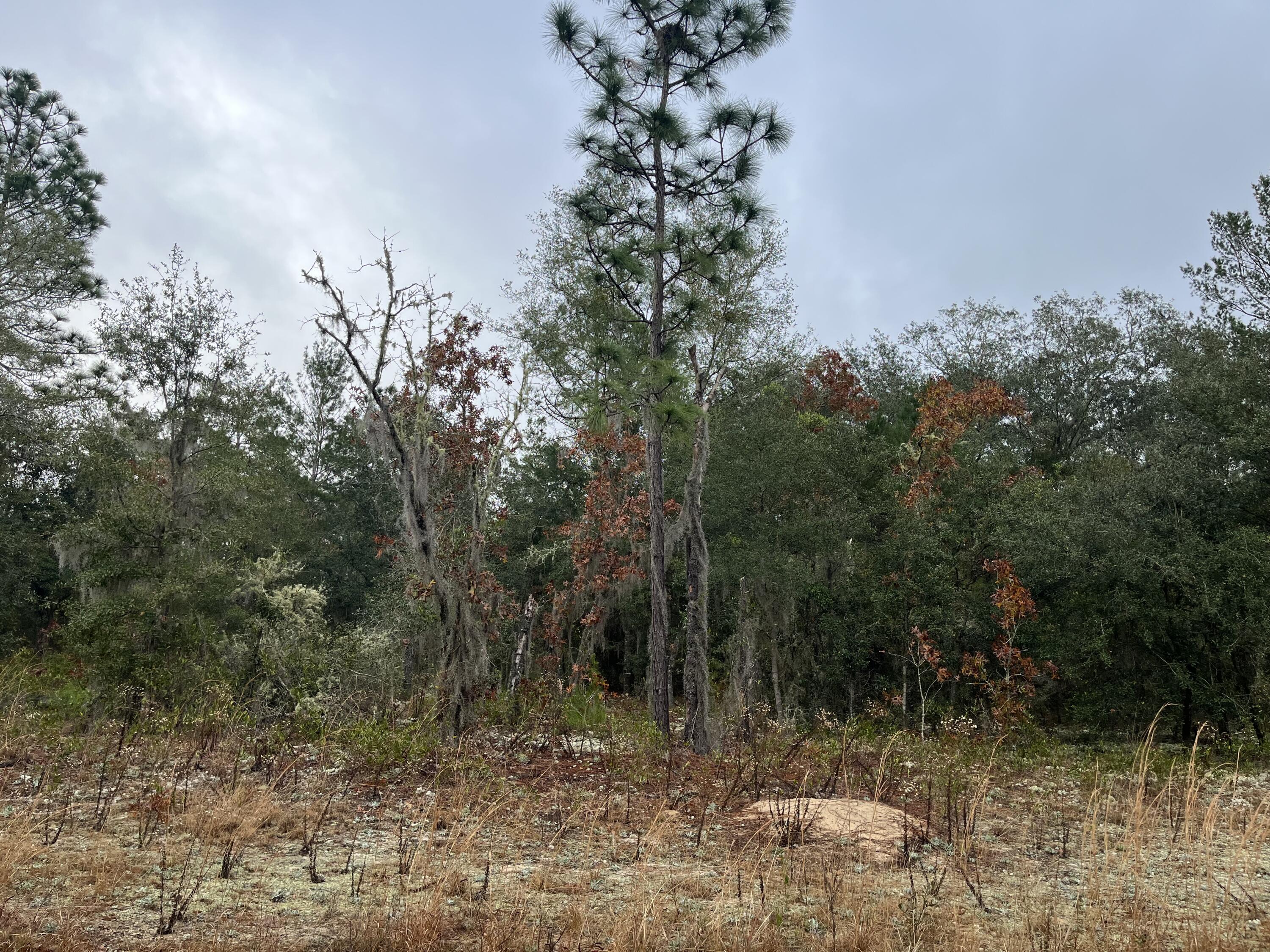 a view of a forest filled with trees