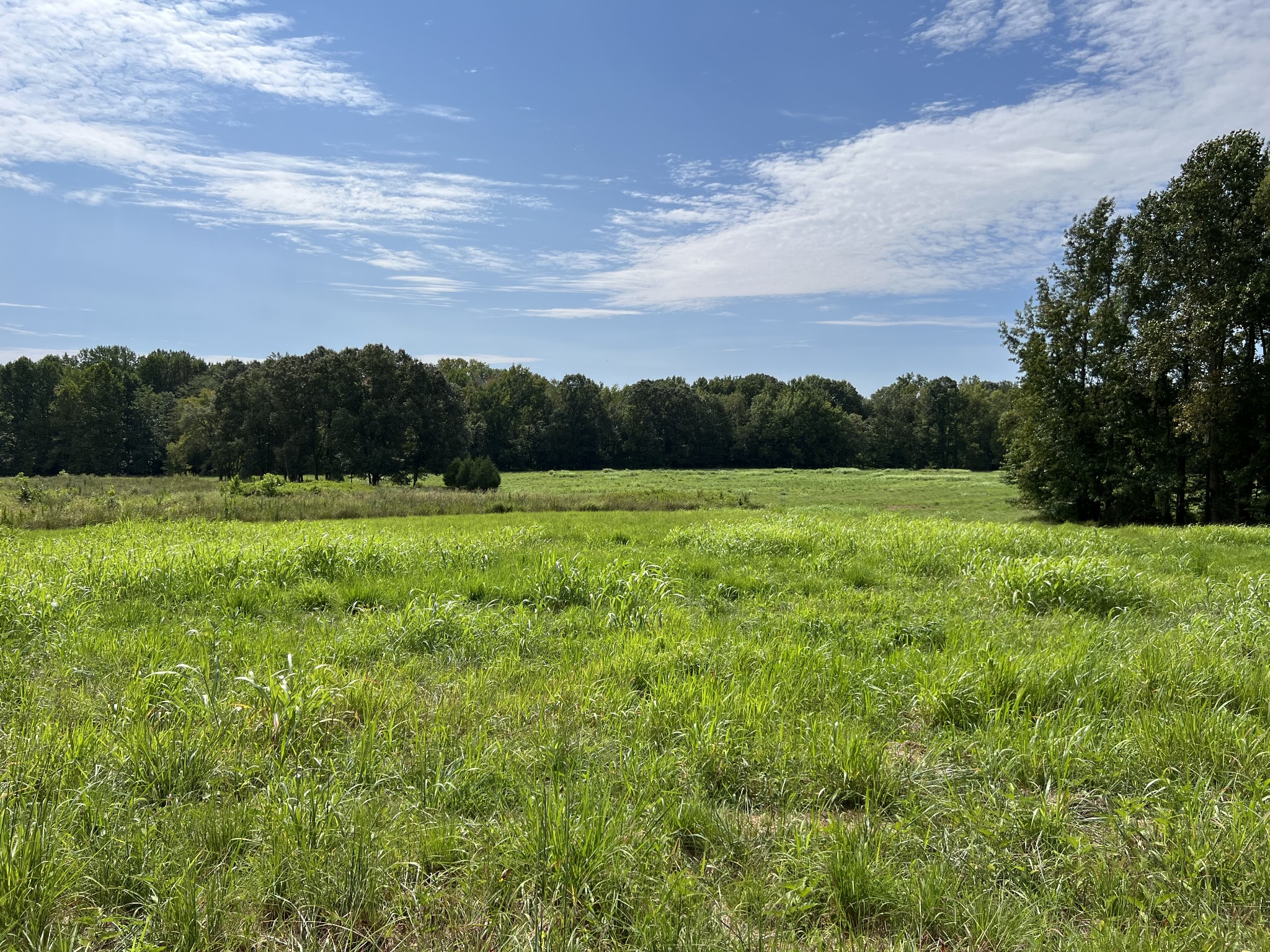 a view of grassy field with trees