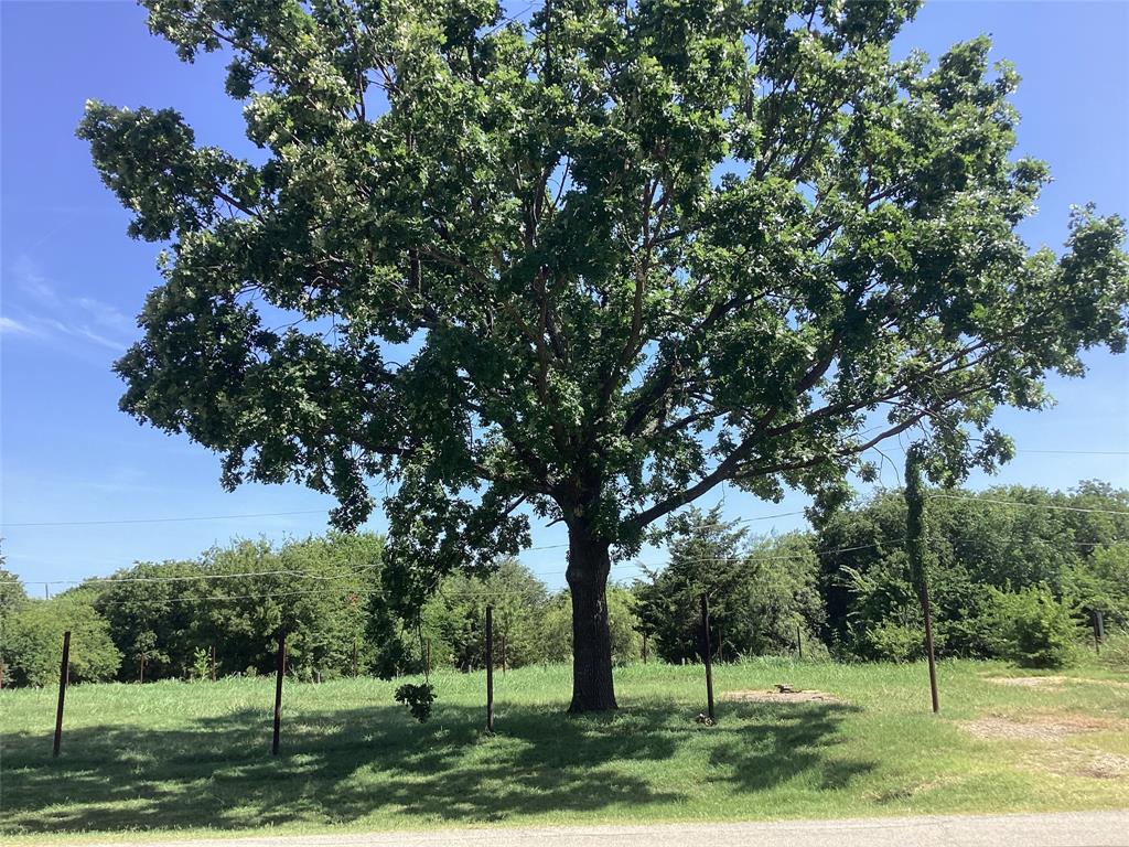 a view of a yard with large trees